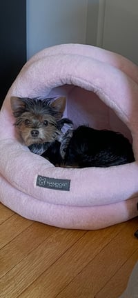 A Gia - Photo 4