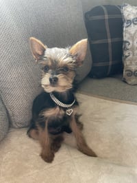 A Gia - Photo 3