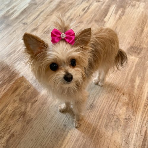 A GIANNA - Yorkshire Terrier Yorkie / Chihuahua available for adoption