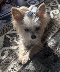A Gianna - Photo 5