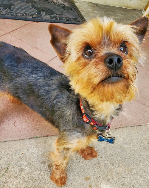 A VERSACE - Yorkshire Terrier Yorkie available for adoption