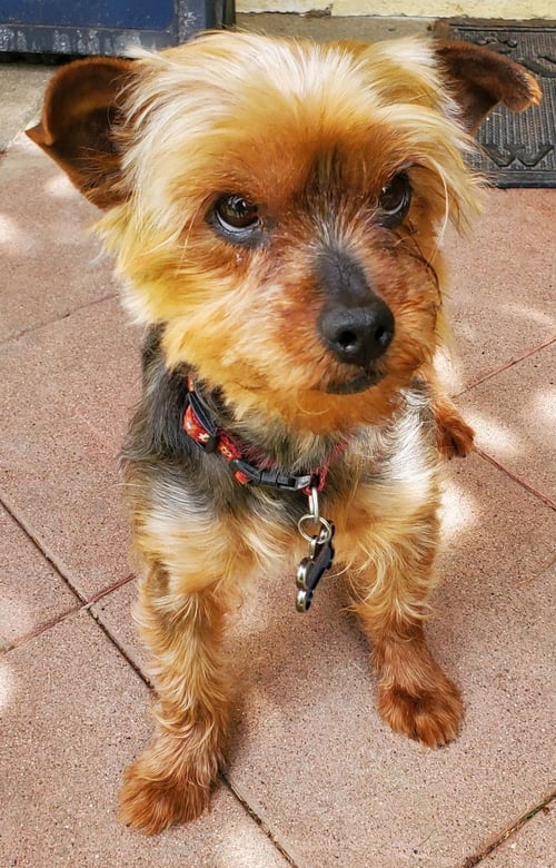 A VERSACE - Yorkshire Terrier Yorkie available for adoption
