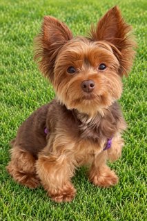 A SANDI - Yorkshire Terrier Yorkie for adoption in Allentown