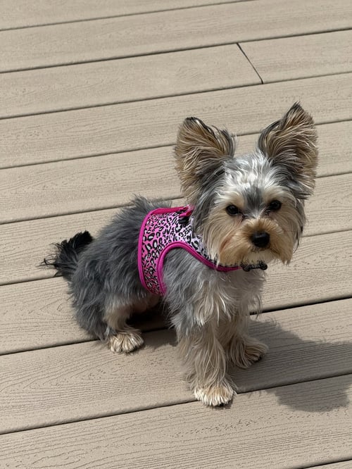 A FENDI - Yorkshire Terrier Yorkie for adoption in Philadelphia