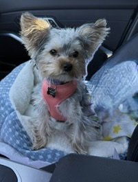 A FENDI - Yorkshire Terrier Yorkie available for adoption