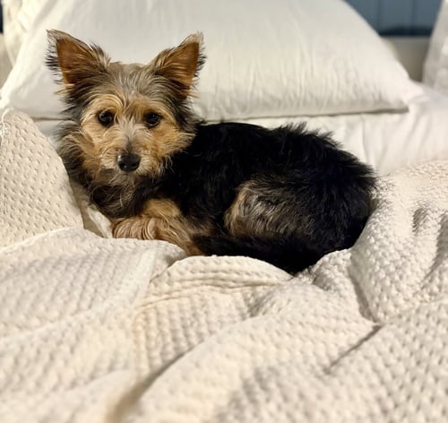 A BECKETT - Yorkshire Terrier Yorkie available for adoption