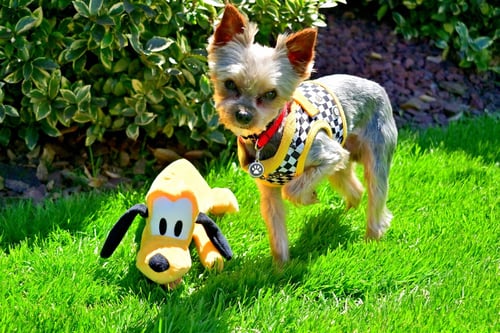 A TREVOR - Yorkshire Terrier Yorkie for adoption in Allentown