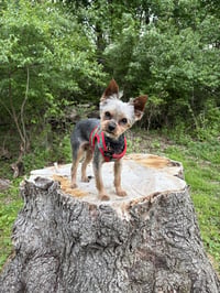 A Trevor - Photo 2