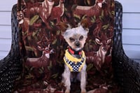 A Trevor - Photo 3