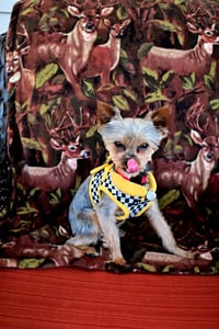 A Trevor - Photo 4
