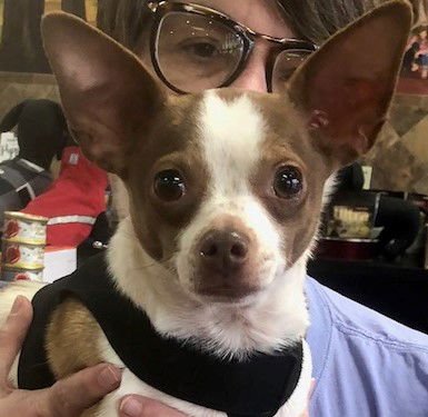 CHATO - Chihuahua available for adoption