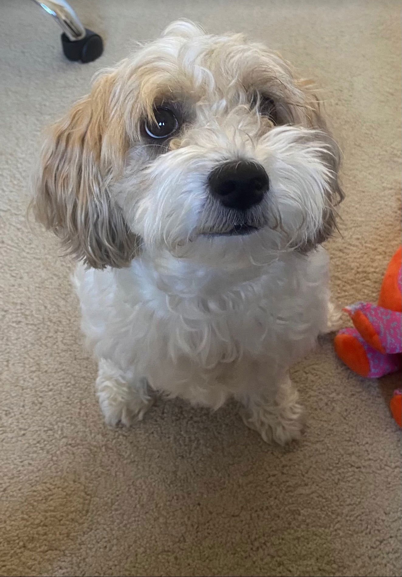 LUNA - Lhasa Apso / Poodle (Miniature) available for adoption