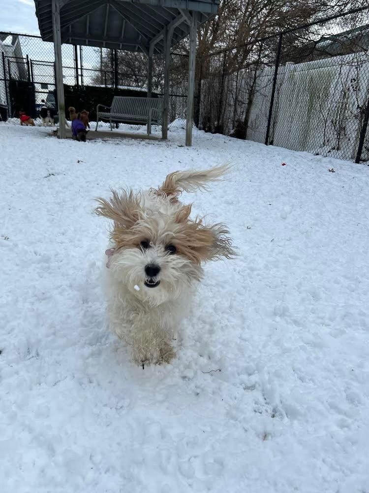 LUNA - Lhasa Apso / Poodle (Miniature) available for adoption