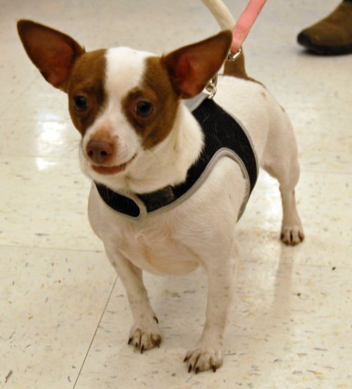 PRINCESS - Chihuahua available for adoption