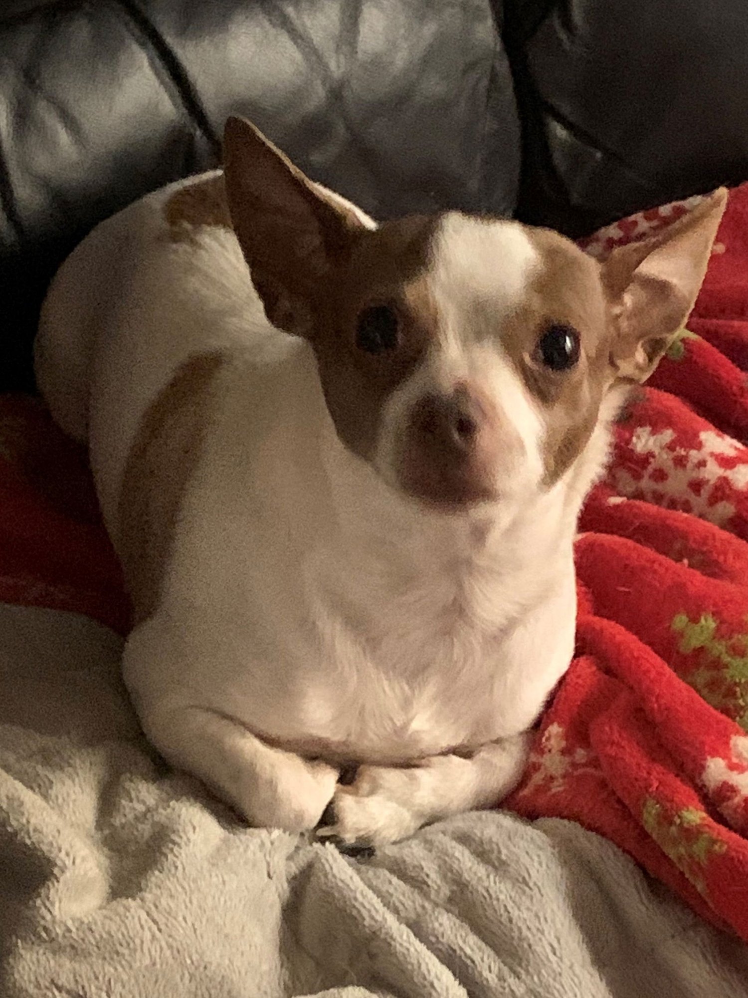 PRINCESS - Chihuahua available for adoption