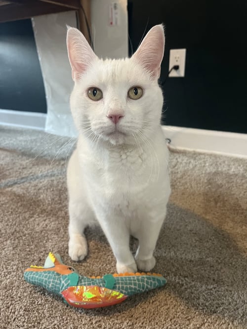 SAM - Domestic Short Hair available for adoption