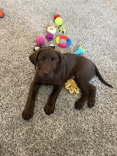 JUNO - Labrador Retriever available for adoption