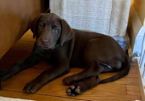 JUNO - Labrador Retriever available for adoption