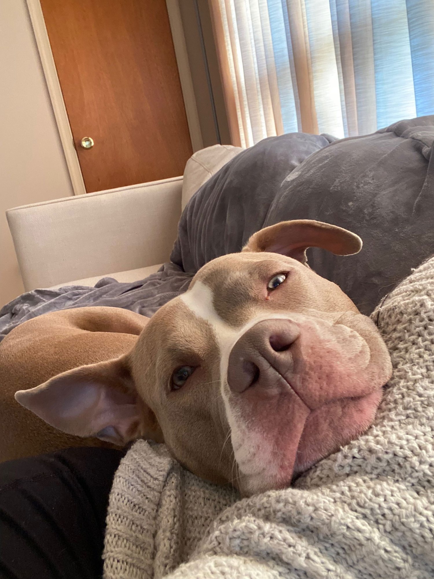 CLEO - Pit Bull Terrier available for adoption