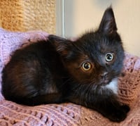 Linus - Photo 1