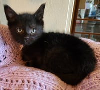 Linus - Photo 2
