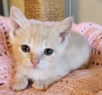 Lilly - Photo 1