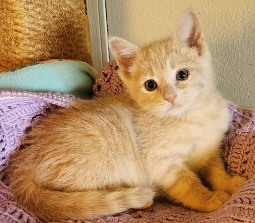 LENNY - Domestic Short Hair available for adoption