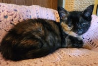 Lizzie - Photo 1