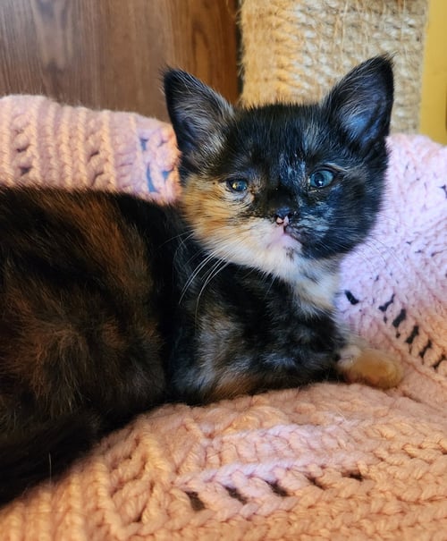 LIZZIE - Domestic Short Hair available for adoption