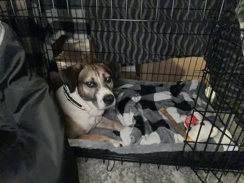 LUKE - German Shepherd Dog / Collie available for adoption