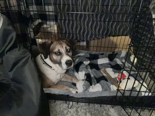 LUKE - German Shepherd Dog / Collie available for adoption