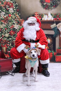 Gomer - Photo 3