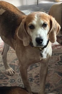Gomer - Photo 1