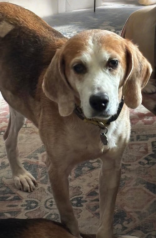 GOMER - American Foxhound for adoption in Virginia Beach