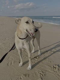 Brownie-  COURTESY POST - Photo 4
