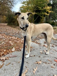 Brownie-  COURTESY POST - Photo 3