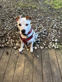 Odie - Photo 5