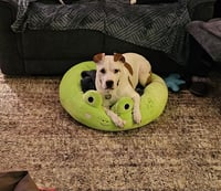 Odie - Photo 3