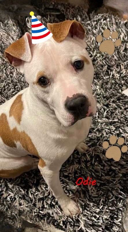 ODIE - American Bulldog available for adoption