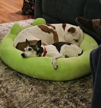 Odie - Photo 4