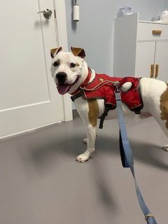 Odie Image