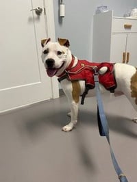 Odie - Photo 1