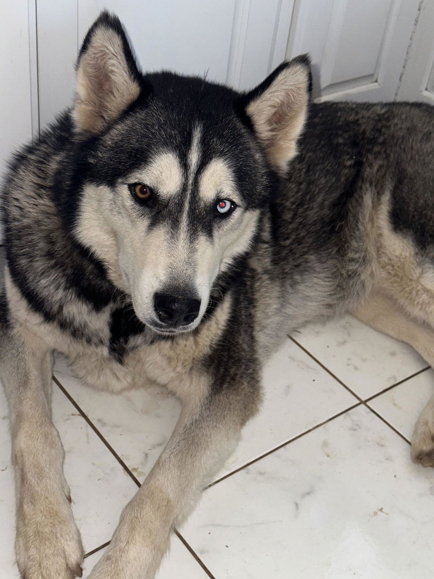 PABLO - Husky available for adoption