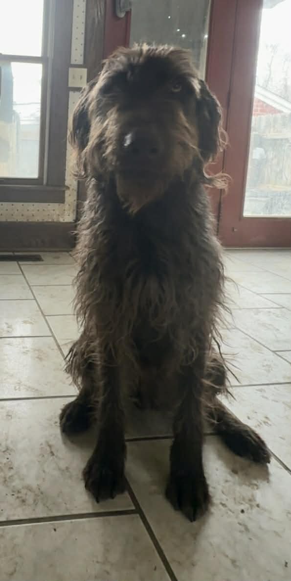 LEROY - Labrador Retriever / Poodle (unknown type) available for adoption