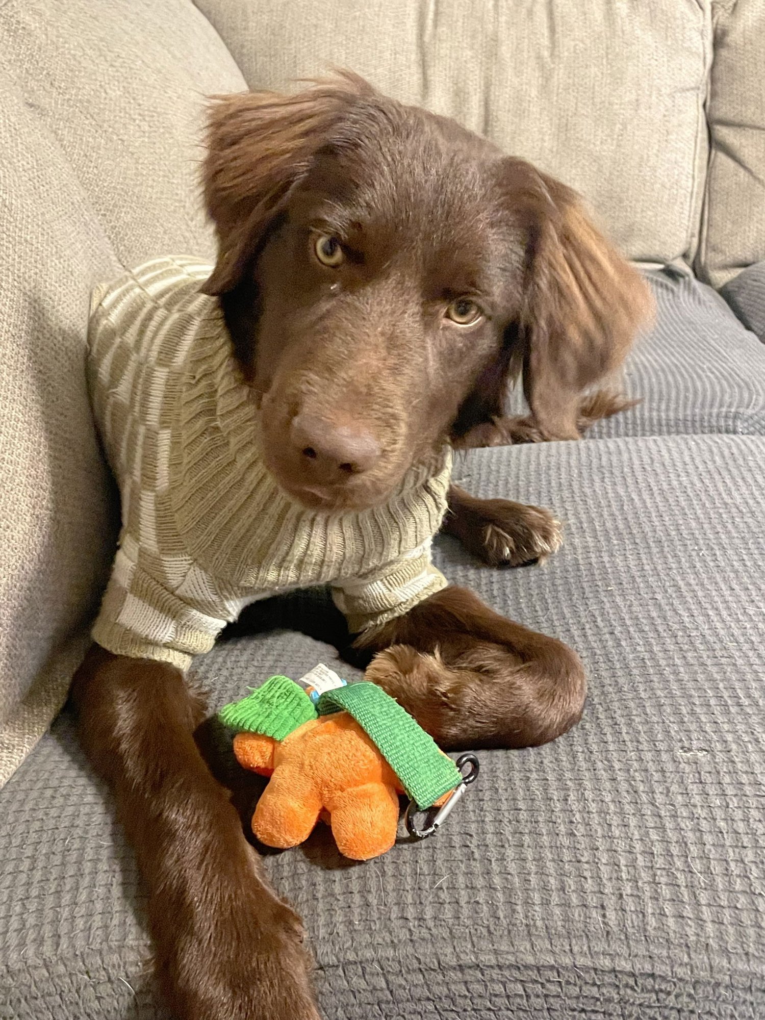 BENNY - Flat-coated Retriever / Cocker Spaniel available for adoption
