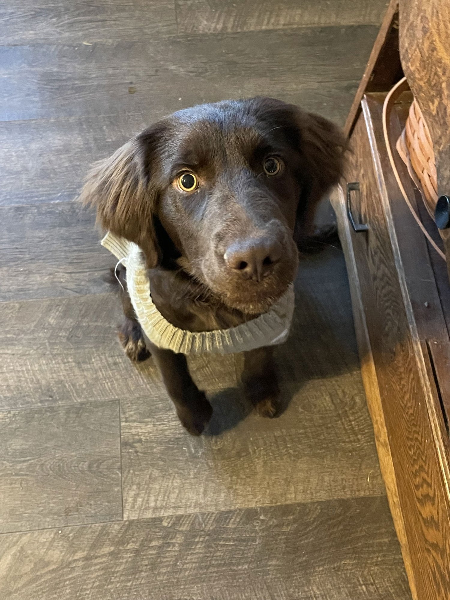 BENNY - Flat-coated Retriever / Cocker Spaniel available for adoption