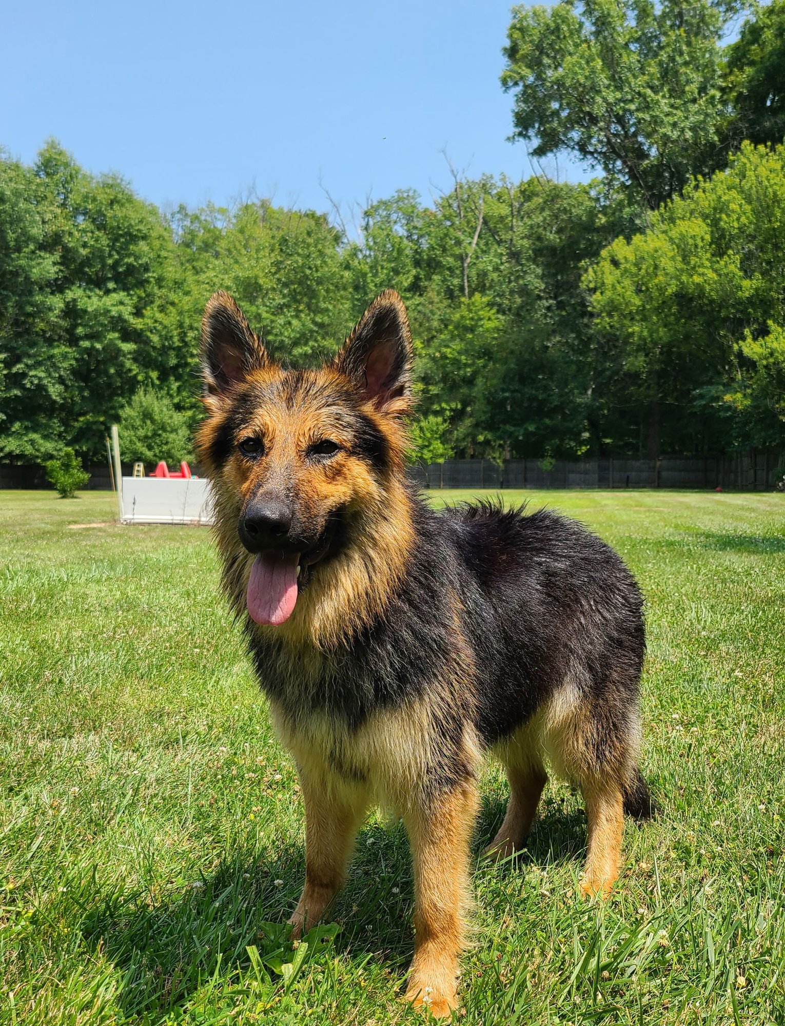 ELISKA - German Shepherd Dog available for adoption