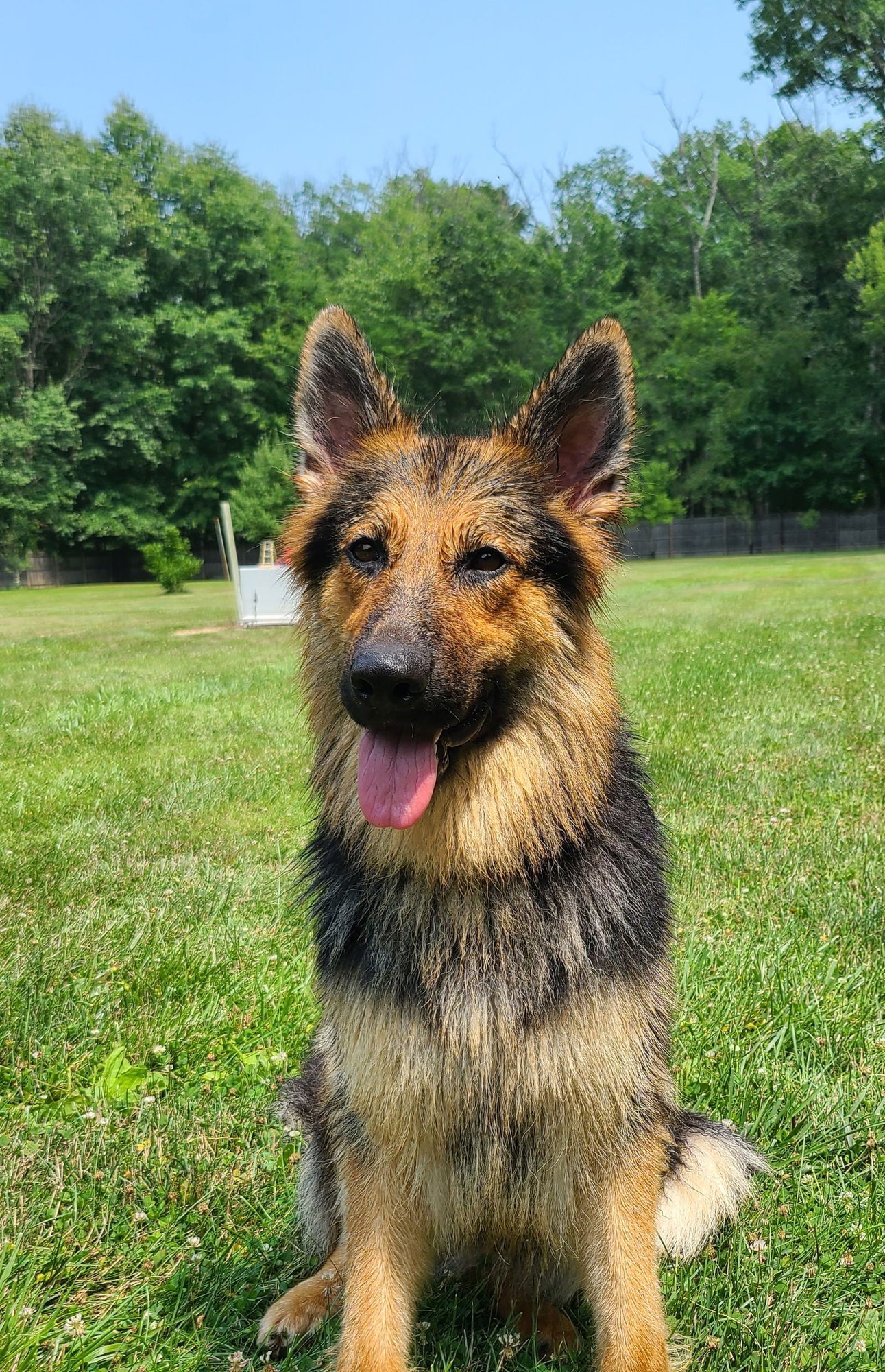 ELISKA - German Shepherd Dog available for adoption