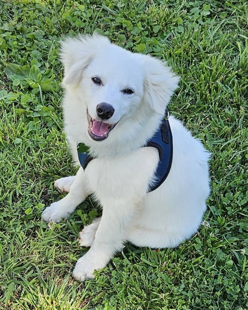 WYATT OF MD - American Eskimo Dog for adoption in Baltimore