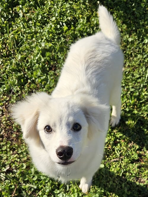 WYATT OF MD - American Eskimo Dog available for adoption